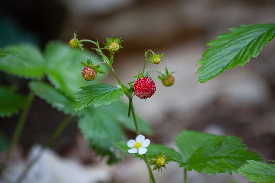 Wild strawberries