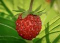 wild strawberries