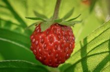 wild strawberries