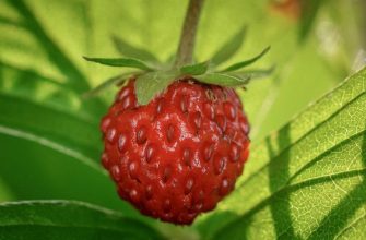 wild strawberries