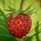 wild strawberries