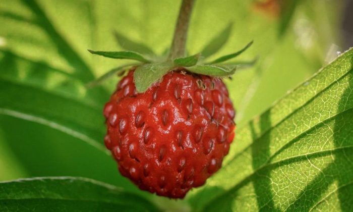 wild strawberries