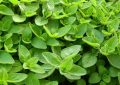 Marjoram