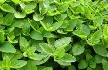 Marjoram