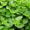 Marjoram