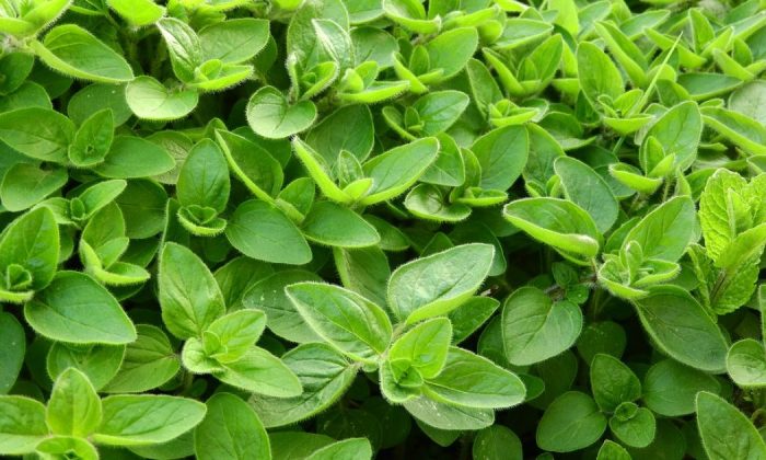 Marjoram