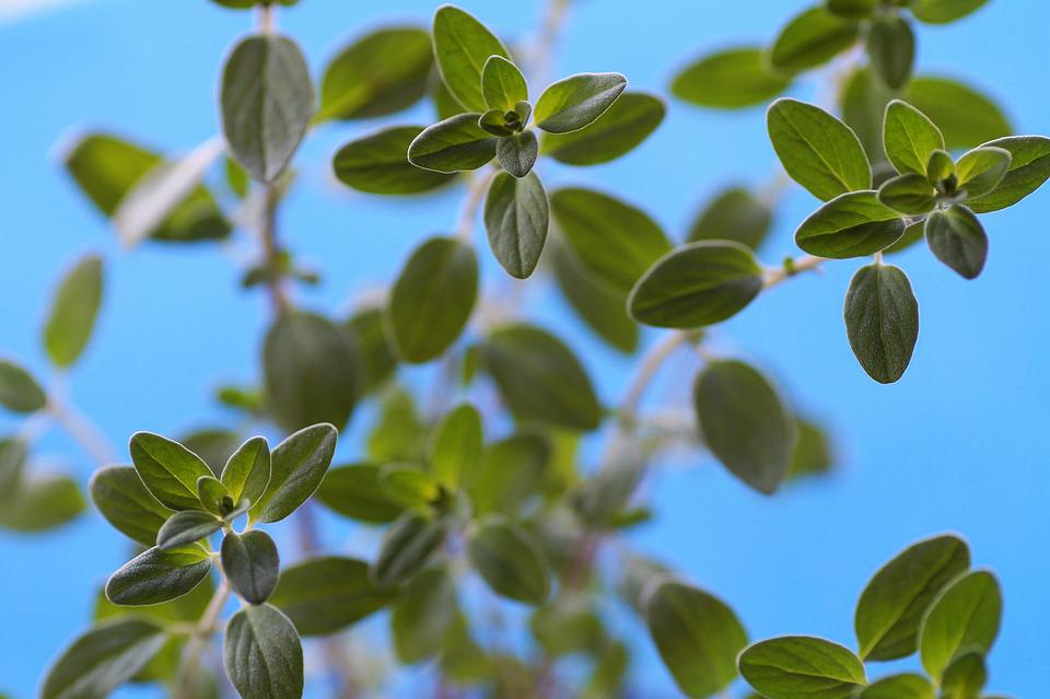 Marjoram