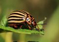 Potato beetle