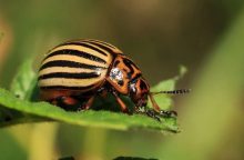 Potato beetle