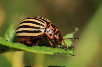 Potato beetle