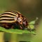 Potato beetle
