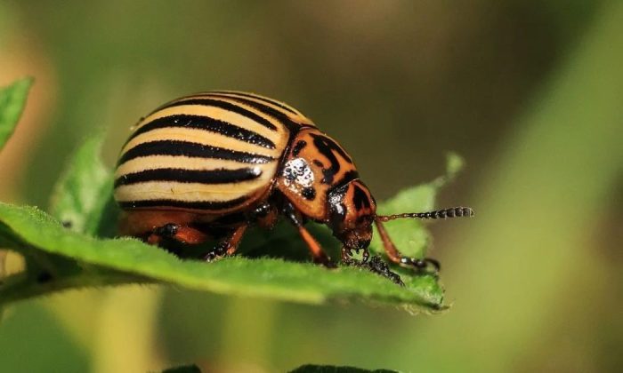 Potato beetle
