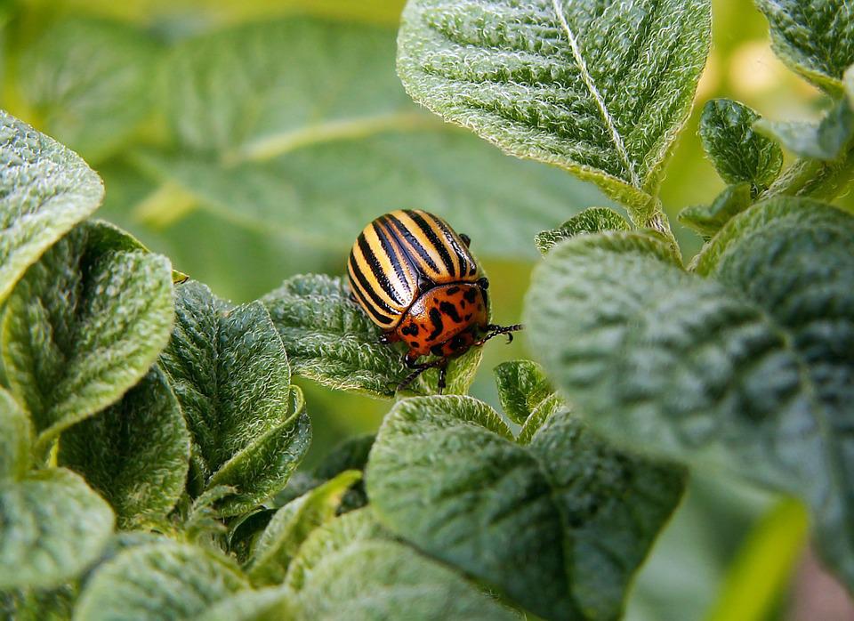 Potato beetle