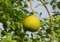 Wood apple