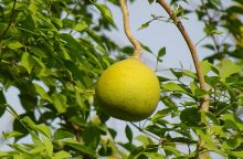 Wood apple