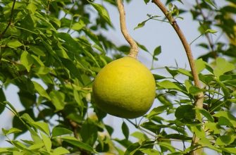 Wood apple