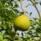 Wood apple