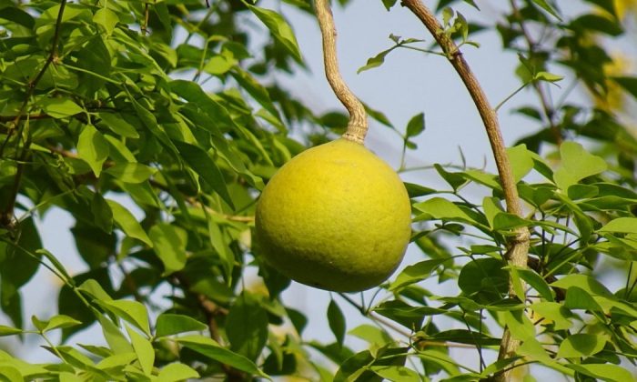 Wood apple