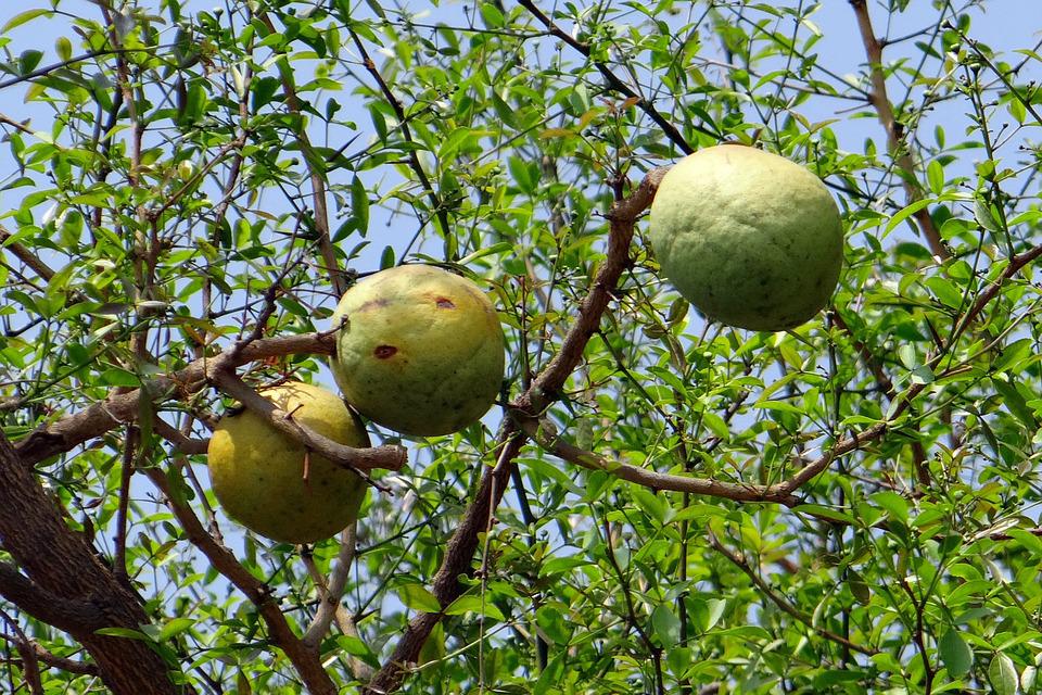 Wood apple