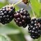 Blackberries