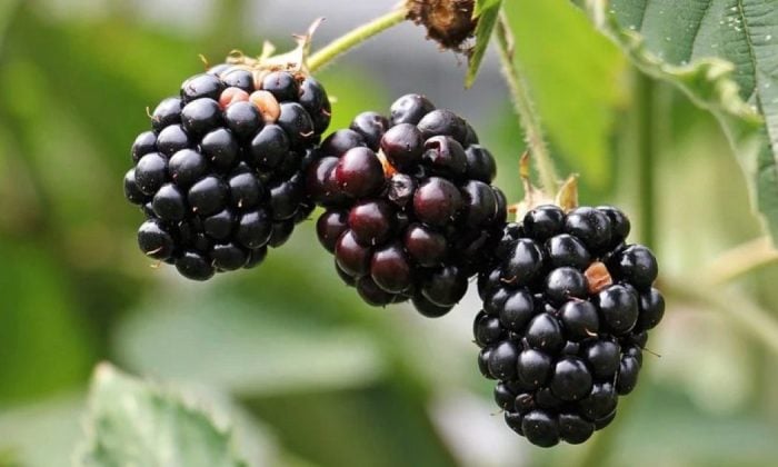 Blackberries
