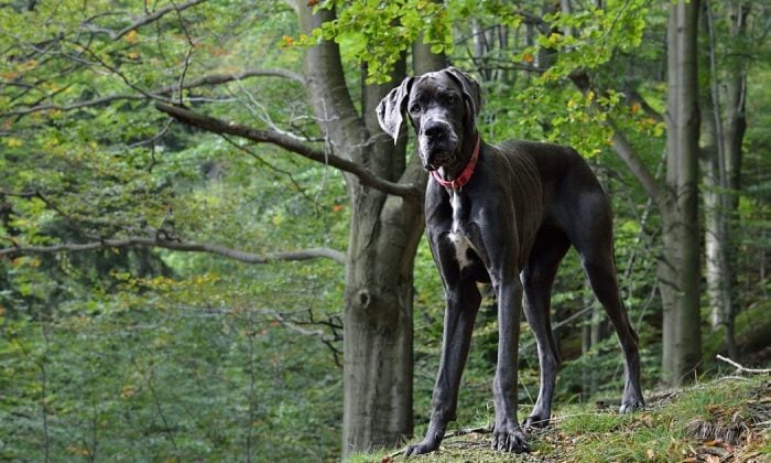 Dogs