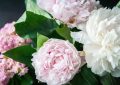 Peonies