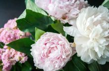 Peonies