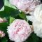 Peonies