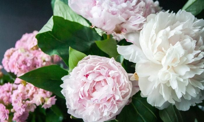 Peonies
