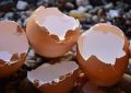 Eggshells