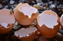 Eggshells