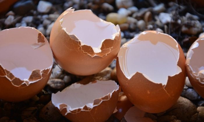 Eggshells