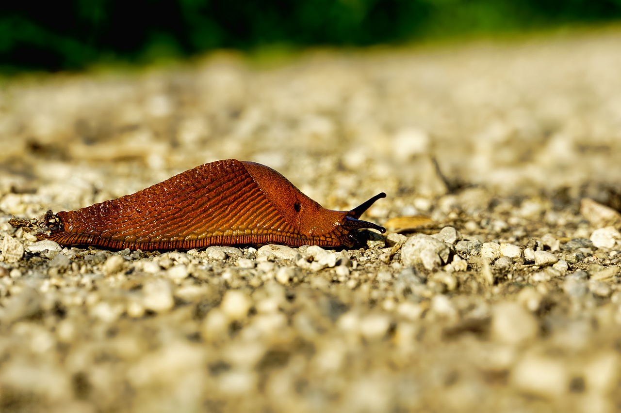Slugs