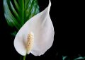 Peace lily