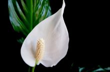 Peace lily