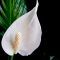 Peace lily