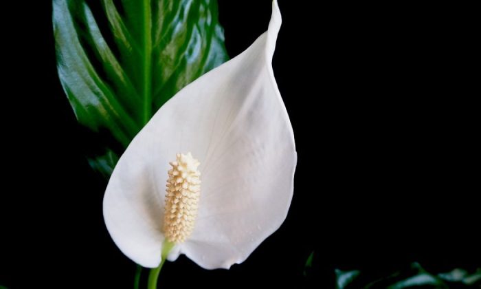 Peace lily