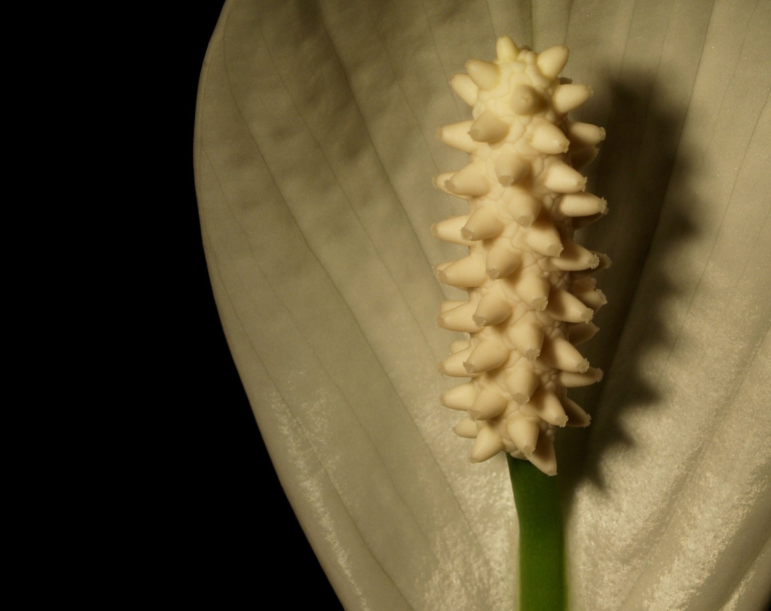 Peace lily 