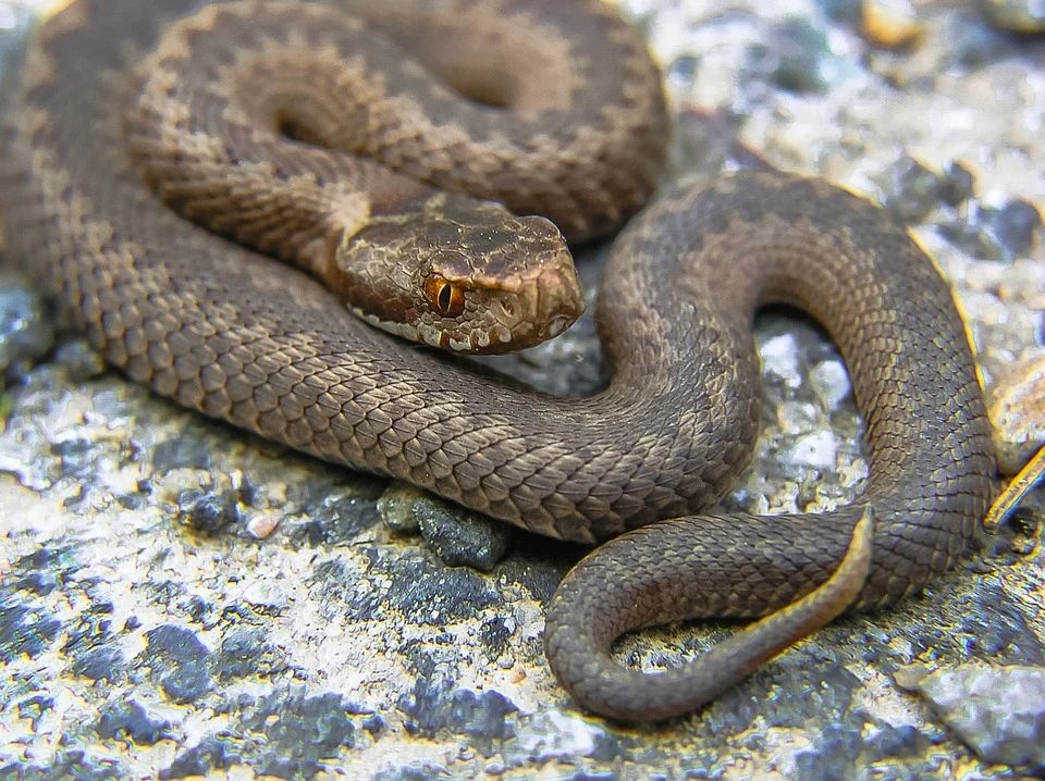Snakes