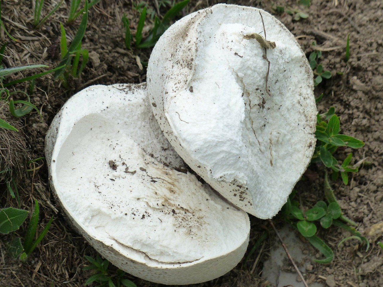 Puffball