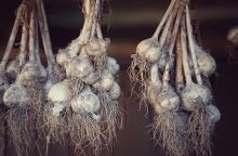 Garlic