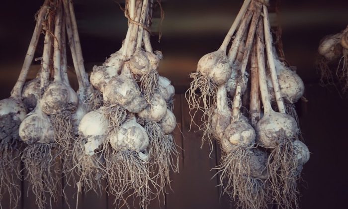 Garlic