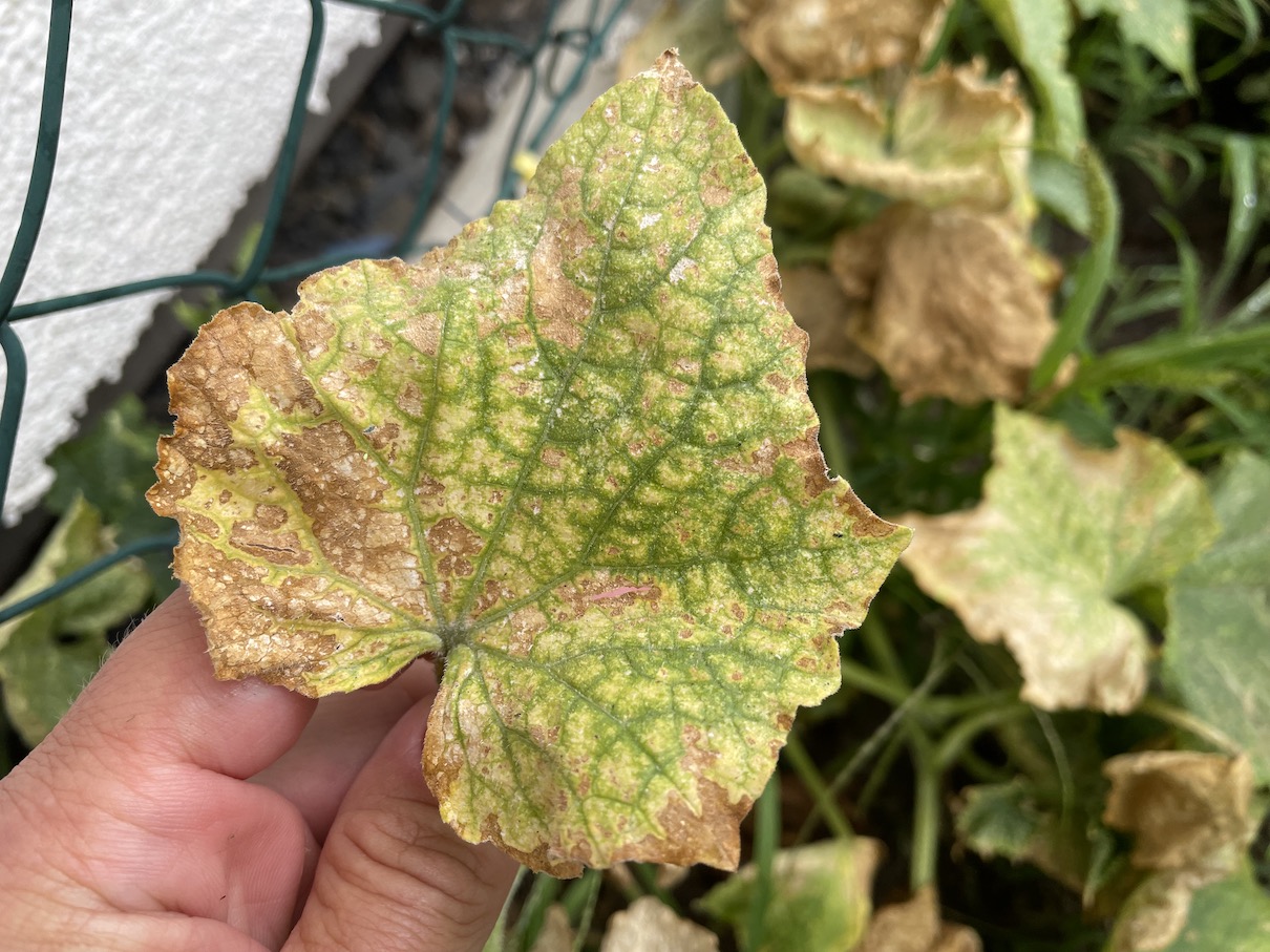 Cucumbers