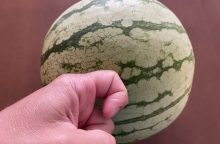 Watermelon