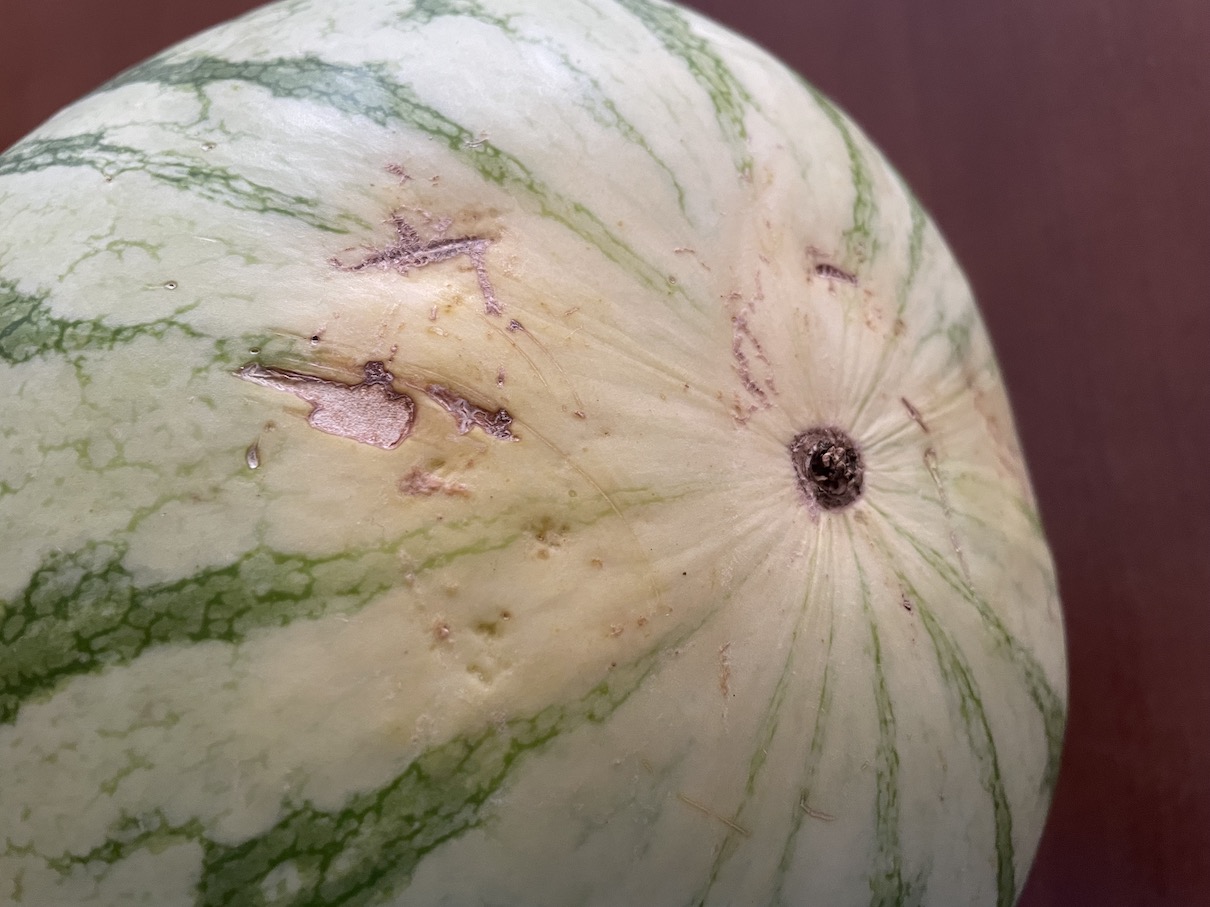 Watermelon