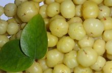 Indian gooseberry