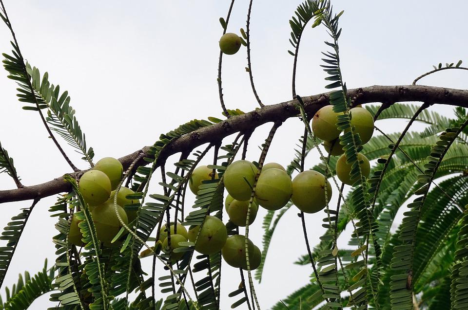 Indian gooseberry 