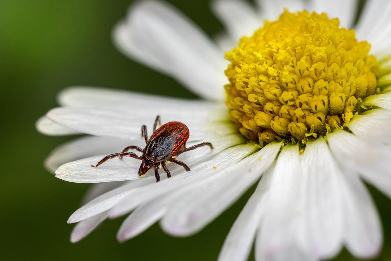 Insects