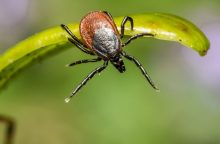 Insects
